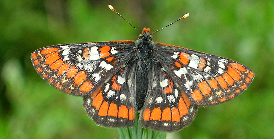 Euphydryas Gillettii