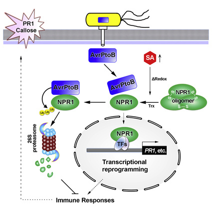 signaling pathway picture